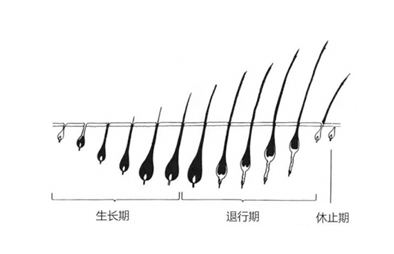 脫毛不徹底,毛毛的生命力到底有多頑強?(圖2) 脫毛不徹底,毛毛的生命力到底有多頑強?(圖2)